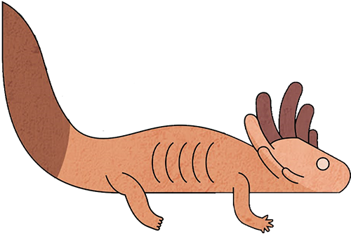 salamander